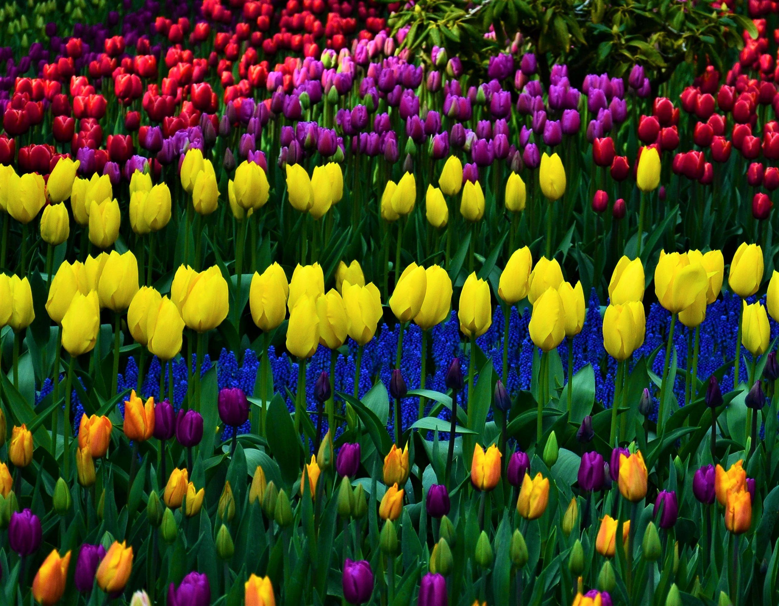 Skagit ValleyTulip Festival