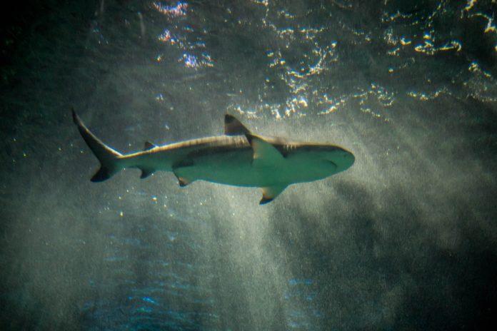 shark-in-the-sun-rays-the-blacktip-shark-carcharhi-6E7H6BG-696x464.jpg