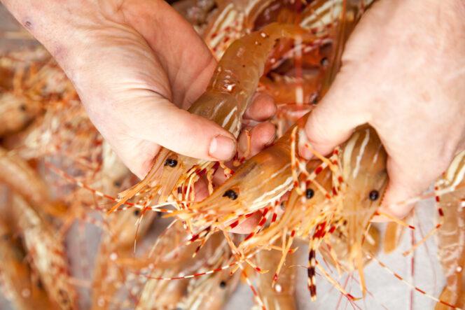 2016-frederique-neil-spot-prawn-festival-314-664x443.jpg