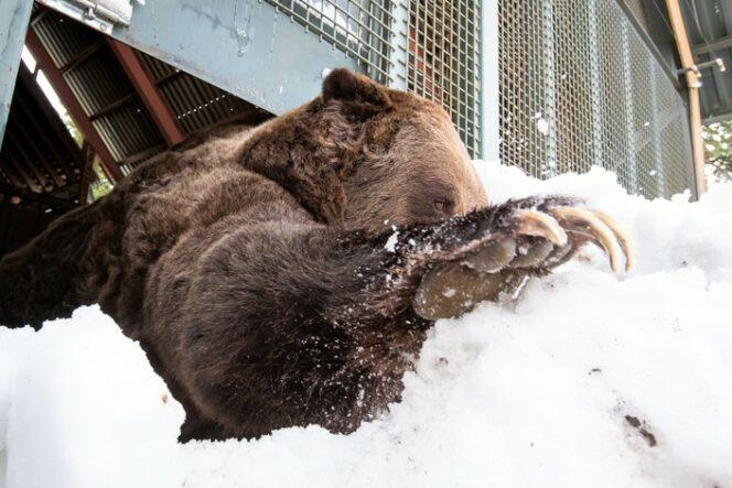 grizzly-664x443.jpg