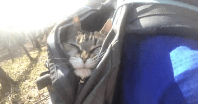 hiking_kitty-696x366.png