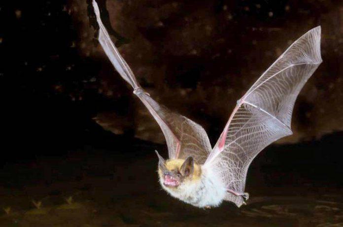 25122930_web1_batrabies-allKC-210514-bat_1.jpg