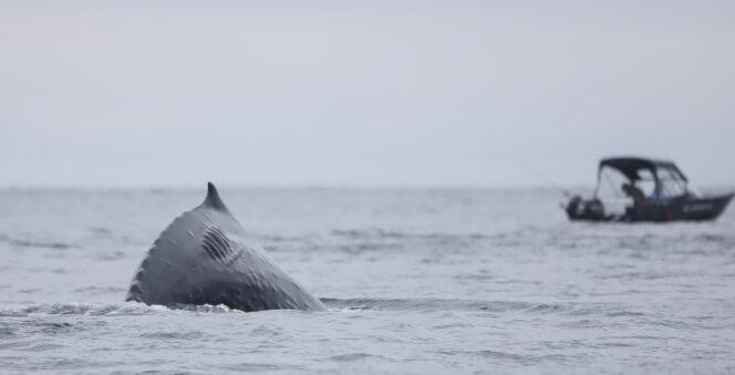 Credit-Ocean-Wise-1-664x339.jpg