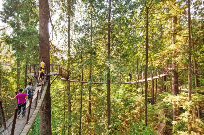 Treetops-Adventure-at-Capilano-Suspension-Bridge-Park-664x442.jpg