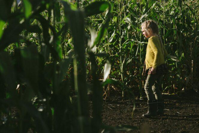 Corn-Maze-215-1920x1281-2-664x443.jpg