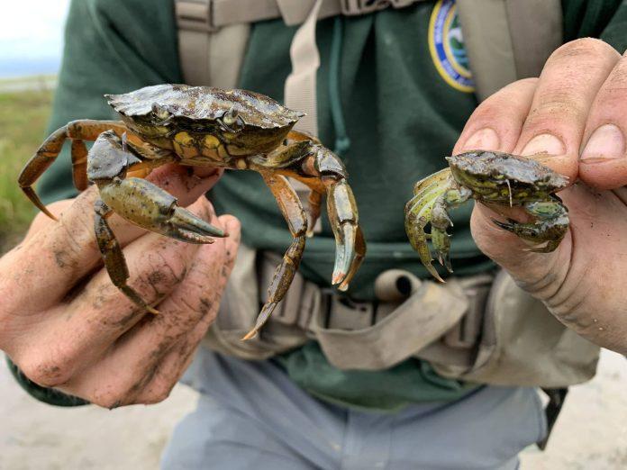 29845324_web1_InvasiveSpecies-FWM-220722-crabpics_3.jpg