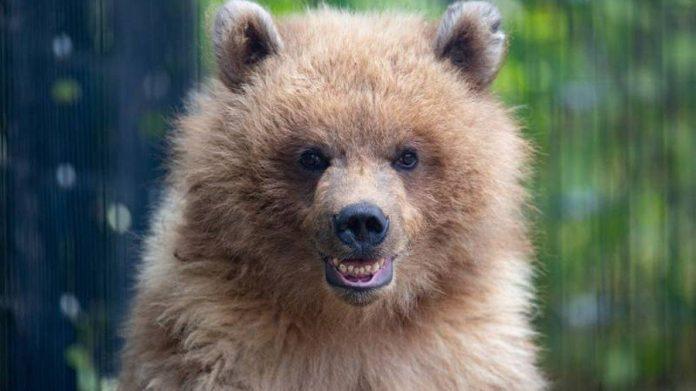 BrownBear.jpg