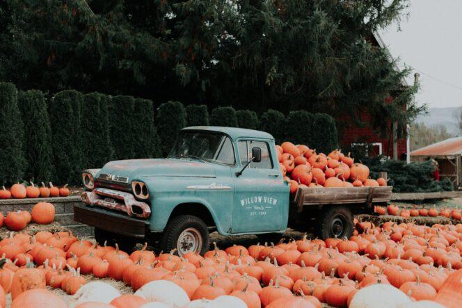 Pumpkin patch display at Willowview Farms near Vancouver