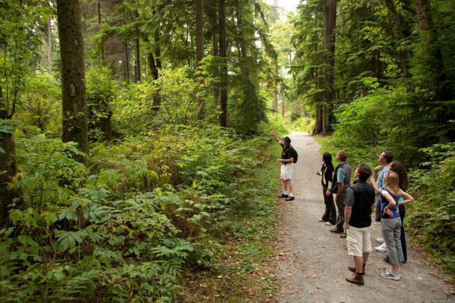 Exploring the forest trails of Stanley Park