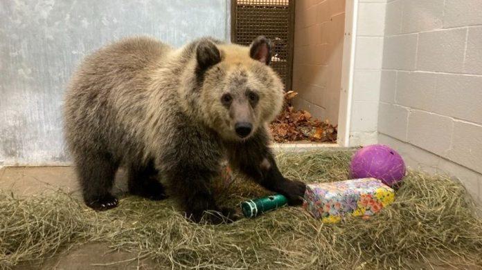 Grizzly1.jpg