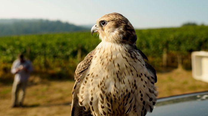 Inline4-Alina-Blankenship-Vineyard-Falconry-Oregon.jpg