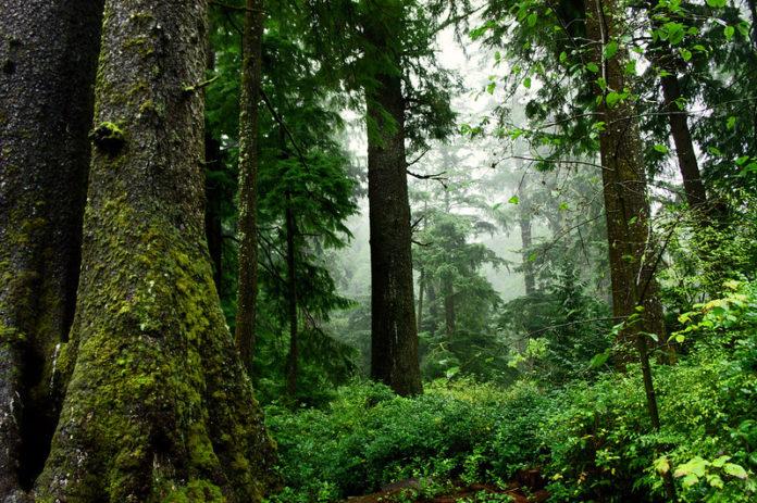 Old-growth-forest-in-Oswald-West-State-Park.-Photo-by-David-Patte-U.S.-Fish-and-Wildlife-Service-696x463.jpg