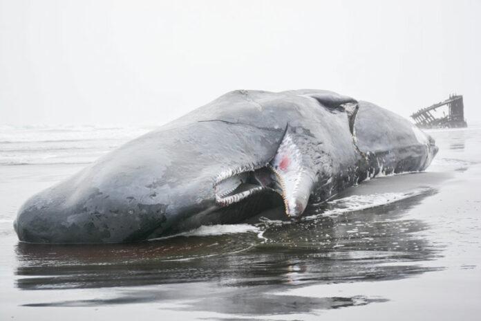 warr_40sperm_whale2-696x464.jpg