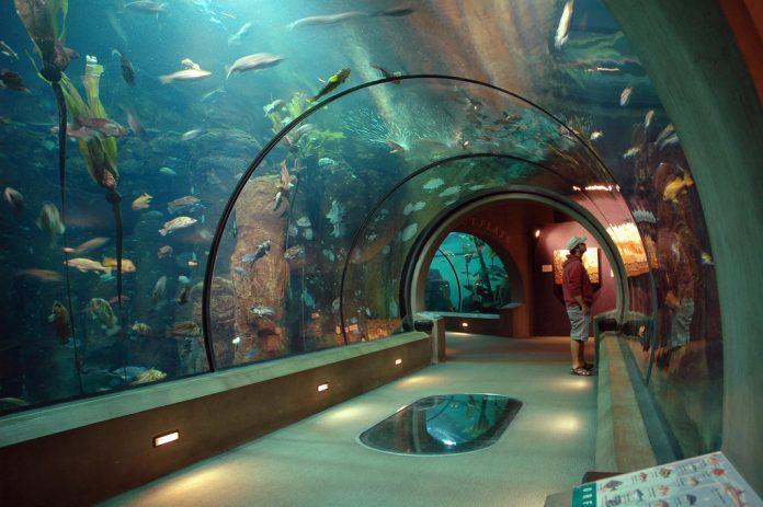 Oregon-Coast-Aquarium-Courtesy-of-Flickr-696x463.jpg