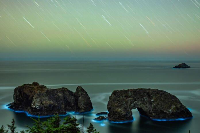 bioluminescence-brookings-696x464.jpg