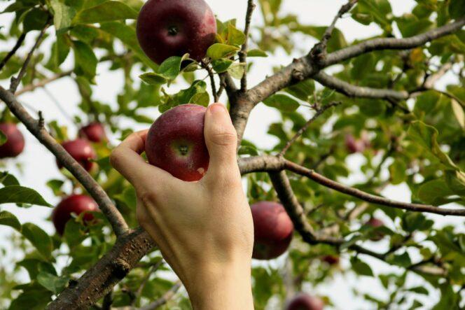 skylar-zilka-applepicking-unsplash-664x443.jpg