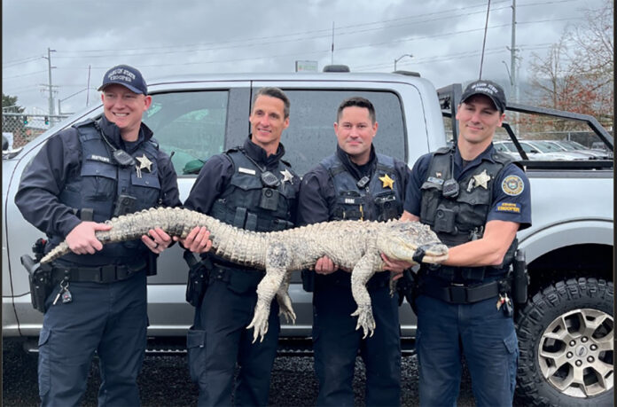 Alligator-Oregon-State-Police-696x459.jpg
