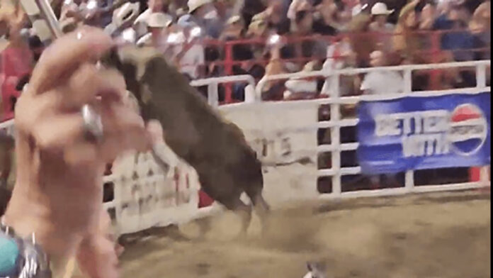 bull-jumps-fence-696x392.jpg
