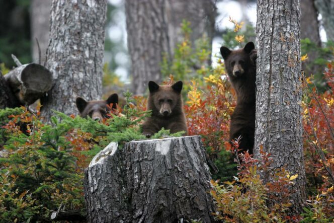 BearFamilyTourismWhistlerMichaelAllen-664x443.jpg