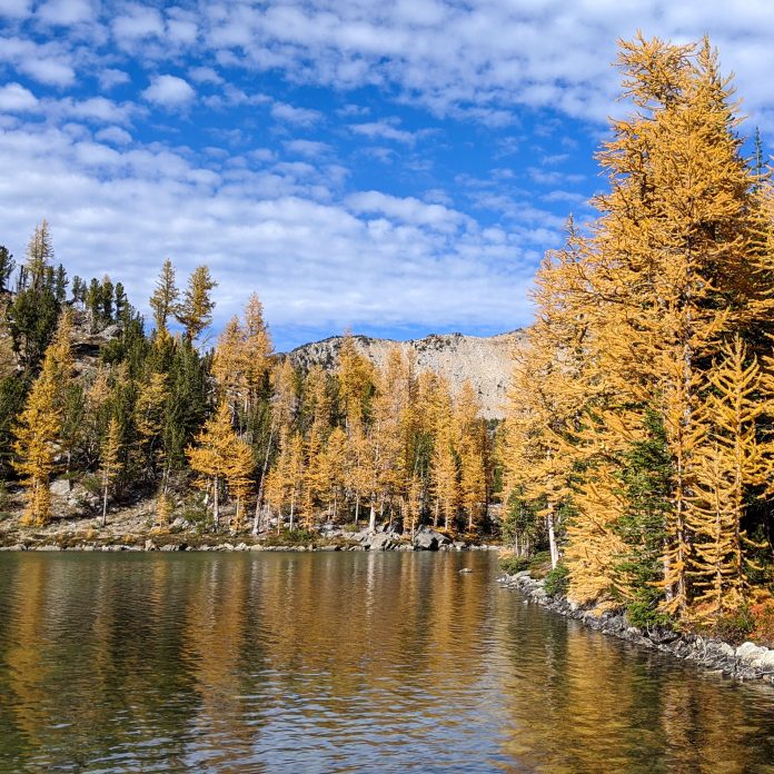 larch-washington-allison-williams_eftmqm.jpg