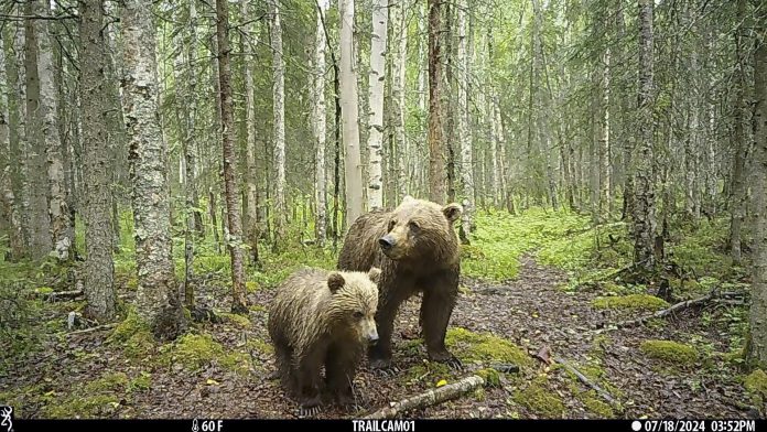 Anchorage_Wildlife_Cams_34643.jpg