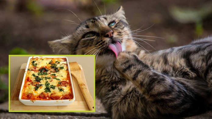 cat-lasanga.jpg