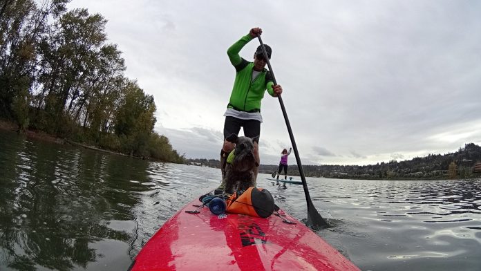 SUP-on-the-Willamette-River-in-Portland-Oregon-Photo-by-Bill-Reynolds-via-Flickr-CC2.jpg