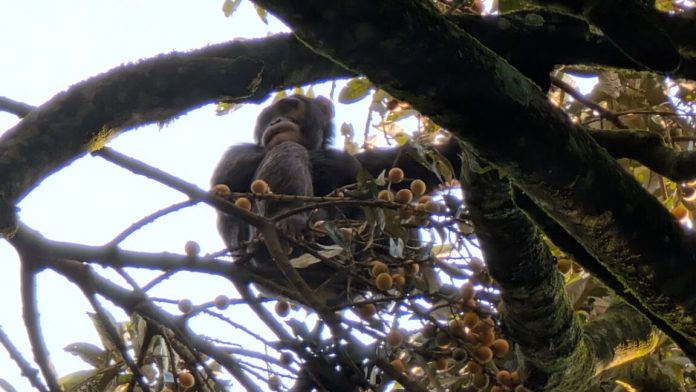 chimp1-1152x648-1771719191.jpg