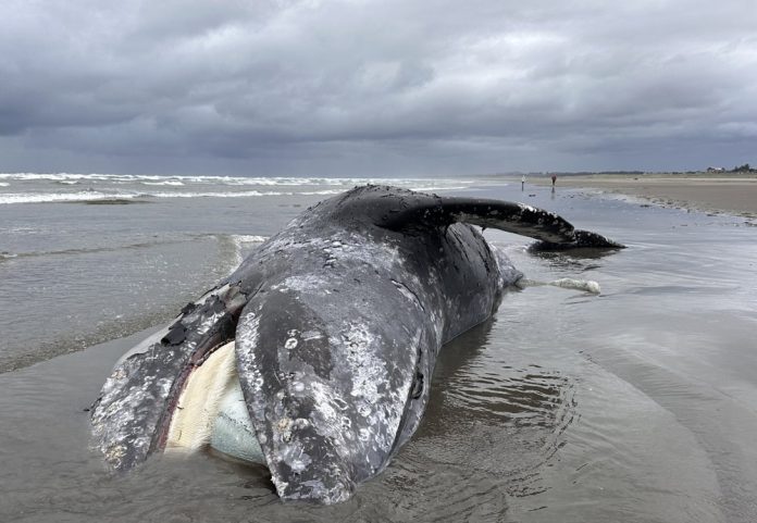 seas_april_gr_whale1.jpg