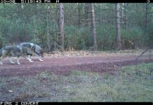 Were Wolves Once Native To Oregon? Growing Populations Fuel One Of The State’s Biggest Debates