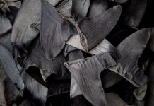 China’s shark finning could lead to US seafood sanctions