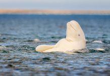 Whatever the mirror test tells us, beluga whales pass it