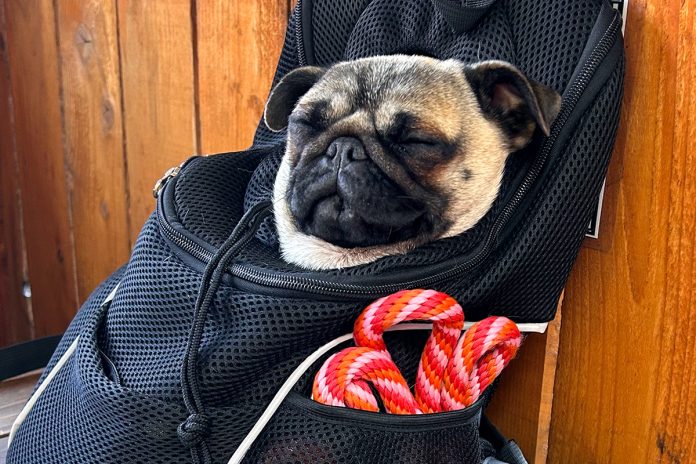 Pet-Friendly-Restaurants-in-Seattle-HERO.jpg